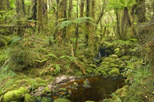 brook in rainforest - small creek meandering through lush moss brook in rainforest - small creek meandering through lush moss