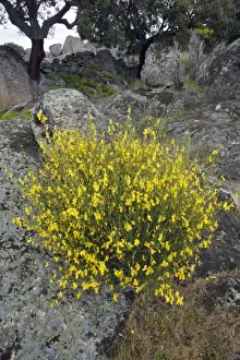 Broom Prints: Broom - in flower, Extremadura, Spain