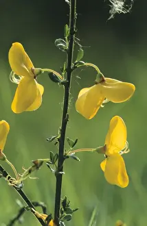 Heath Prints: Broom Flowers - against the light