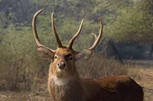 Images Dated 9th March 2010: Brow-antlered Deer - endangered - restricted to Keibul Lamjao Sanctuary Manipur India