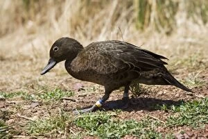 Images Dated 2nd February 2007: Brow Teal / New Zealand Teal - Crtically endangered, Maori name is Pateke