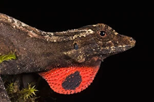 Oxford Gallery: Brown Anole Lizard, Choca Region of NW Ecuador