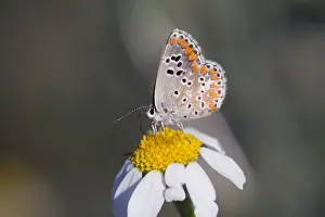 Britain Prints: Brown Argus Butterfly - underside of male - UK