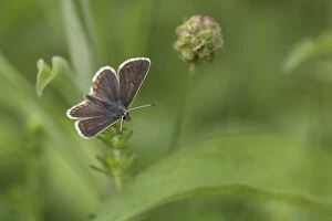 Brown Argus Butterfly - Yorkshire - UK