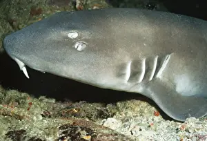 Brown-banded Bamboo Shark Indonesia
