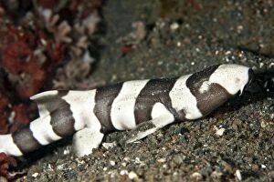 Sharks Collection: Brown-Banded Bamboo Shark - Indonesia