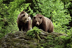 Male Gallery: Brown Bear