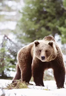 Brown Bear