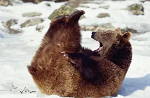 Brown Bear