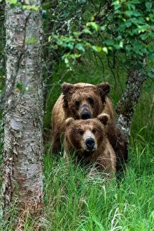 Brown Bear adults mating