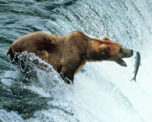 Fishing Collection: Brown Bear Catching a fish. Alaska, USA