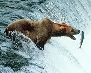 Jumping Prints: Brown Bear Catching a fish. Alaska, USA