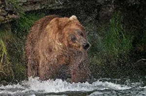 Brown Bear catching salmon at Brooks Falls, Katmai National Park, Alaska, USA Date: 13-04-2021