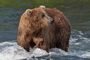 Alaska Gallery: Brown Bear catching salmon at Brooks Falls, Katmai