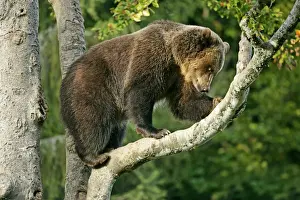 Brown Bear climbing on tree Bavaria, Germany