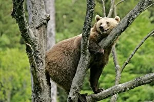 Images Dated 27th May 2006: Brown Bear climbing on tree Bavaria, Germany