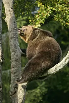 Bavaria Prints: Brown Bear climbing on tree Bavaria, Germany