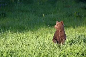 Brown Bear - cub standing in a meadow on its hind legs looking around