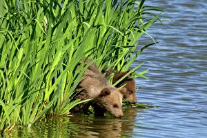Drinking Gallery: Brown Bear - two cubs drinking water at a lake