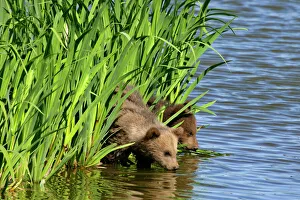 Images Dated 30th April 2007: Brown Bear two cubs drinking water at a lake Bavaria, Germany