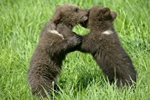 Wrestling Prints: Brown Bear two cubs playing and brawling on hind legs Bavaria, Germany