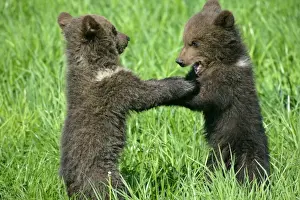 Wrestling Prints: Brown Bear two cubs playing and brawling standing on hind legs Bavaria, Germany