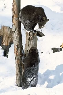Brown Bear - cubs in snow