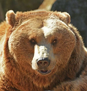 Brown Bear, Europe
