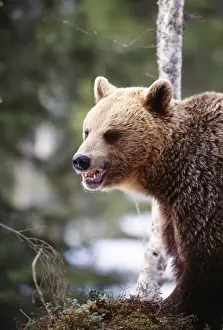 Brown Bear Finland