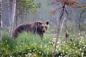 Images Dated 9th July 2005: Brown Bear Finland