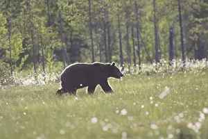Brown Bear Finland