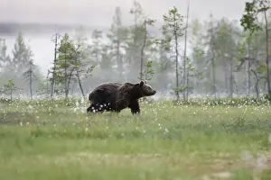 Brown Bear Finland