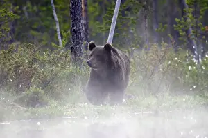 Brown Bear Finland