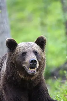 Brown Bear Finland