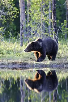 Brown Bear Finland
