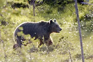 Brown Bear Finland