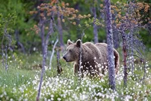 Images Dated 8th July 2005: Brown Bear Finland