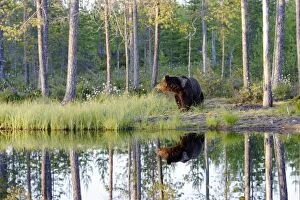 Images Dated 2nd July 2005: Brown Bear Finland