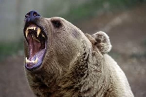 Brown Bear growling - closeup