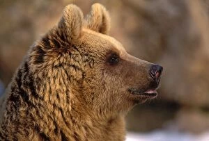 Brown Bear - head closeup