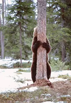 Finland Prints: Brown Bear - hugging tree Finland