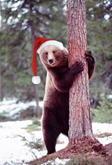 Brown Bear - hugging tree, wearing Christmas hat