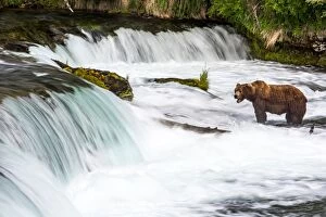 Brown Bear hunting for Salmon (Salmo sp.) in the river