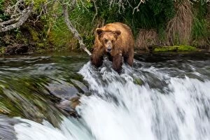 Brown Bear hunting for Salmon (Salmo sp.) in the waterfalls