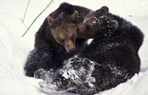 Images Dated 31st January 2006: Brown bear - Juveniles playing in snow