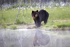 Brown Bear Kuhmo Finland
