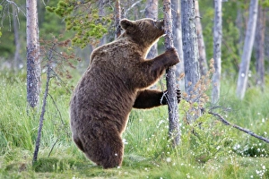 Images Dated 12th July 2005: Brown Bear Kuhmo Finland