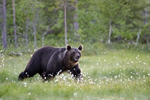 Images Dated 12th July 2005: Brown Bear Kuhmo Finland