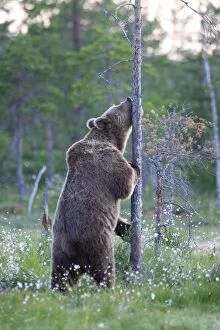 Images Dated 12th July 2005: Brown Bear Kuhmo Finland