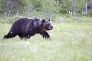 Images Dated 12th July 2005: Brown Bear Kuhmo Finland